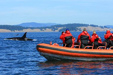 Whale watching