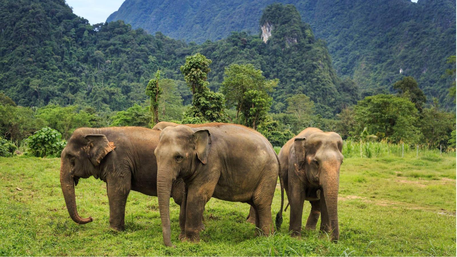 Reserve an Ethical Elephant experience at Khao Sok National Park
