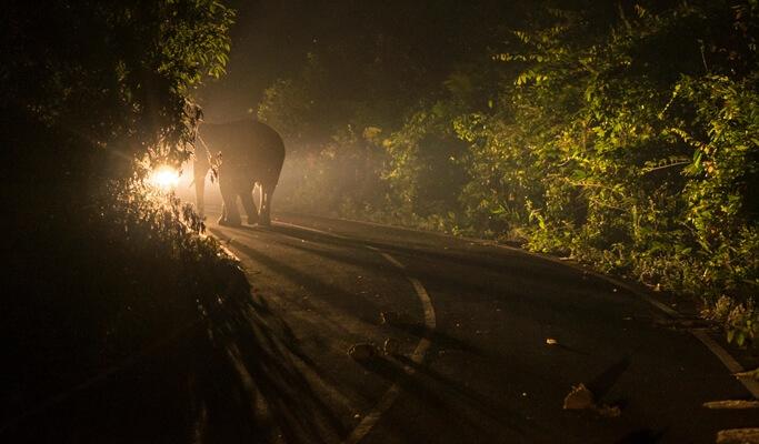 Night Safari in Khao Yai, Bangkok