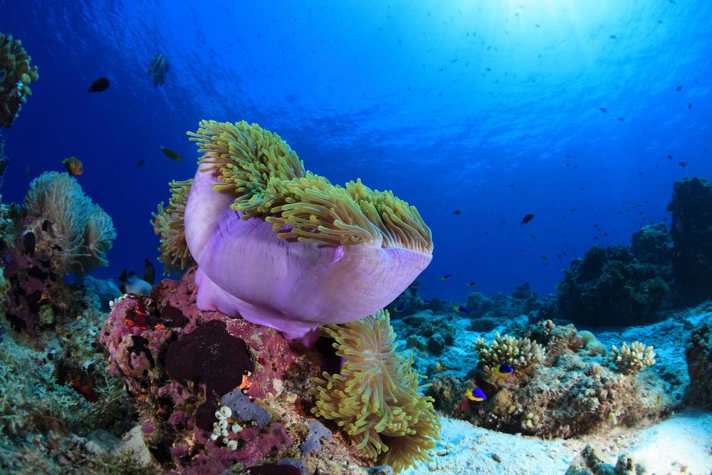 Anemone Reef