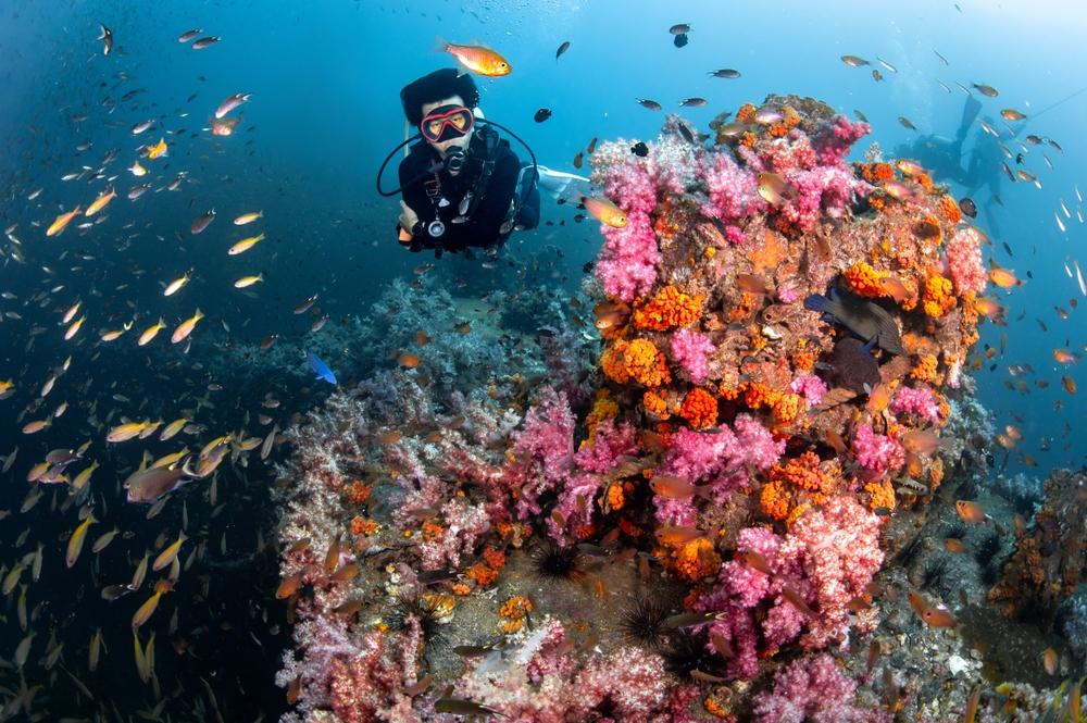 Best Time for Scuba Diving in Thailand