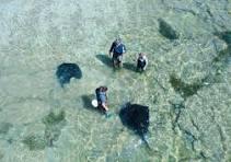 Engage with wild stingrays at Dive Tatapouri