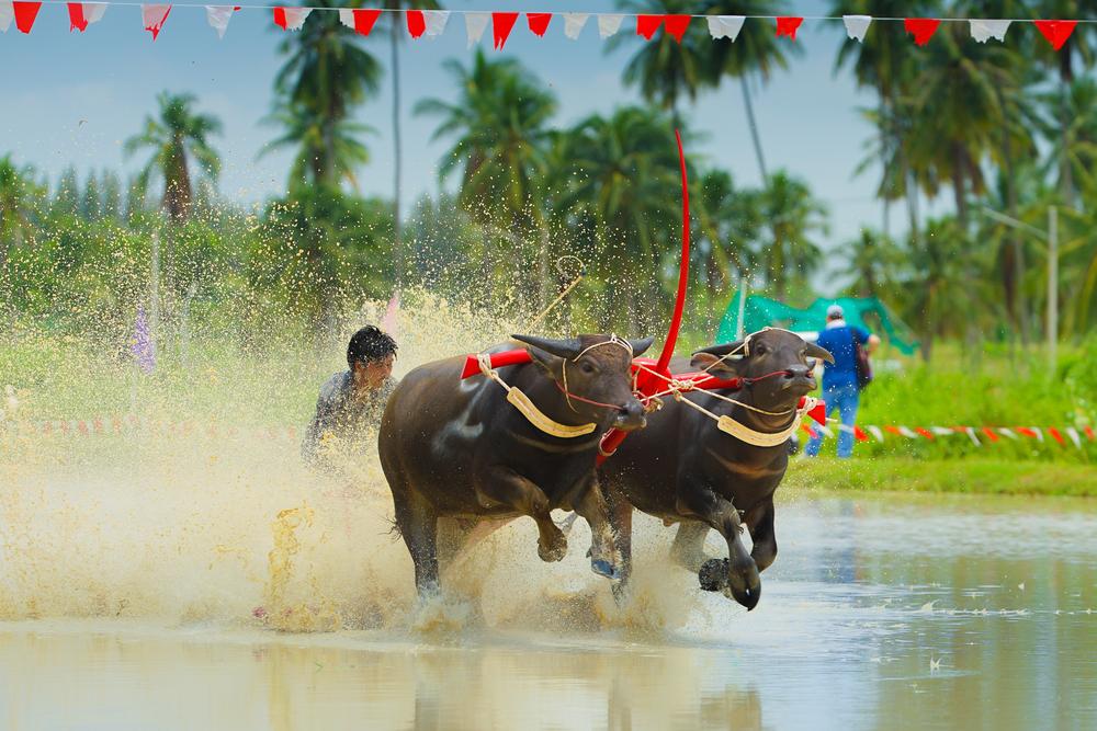 Buffalo Racing Festival