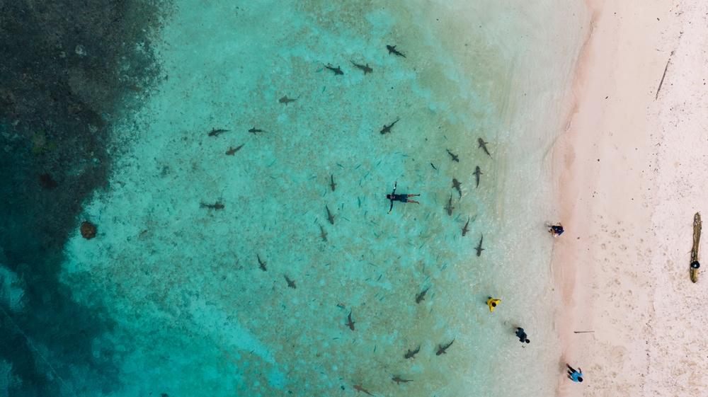 Swimming with the Sharks