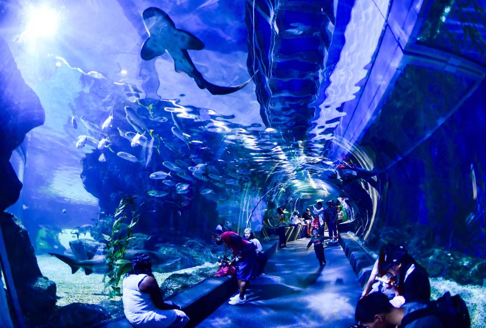 Explore Marine Life at Underwater World Pattaya