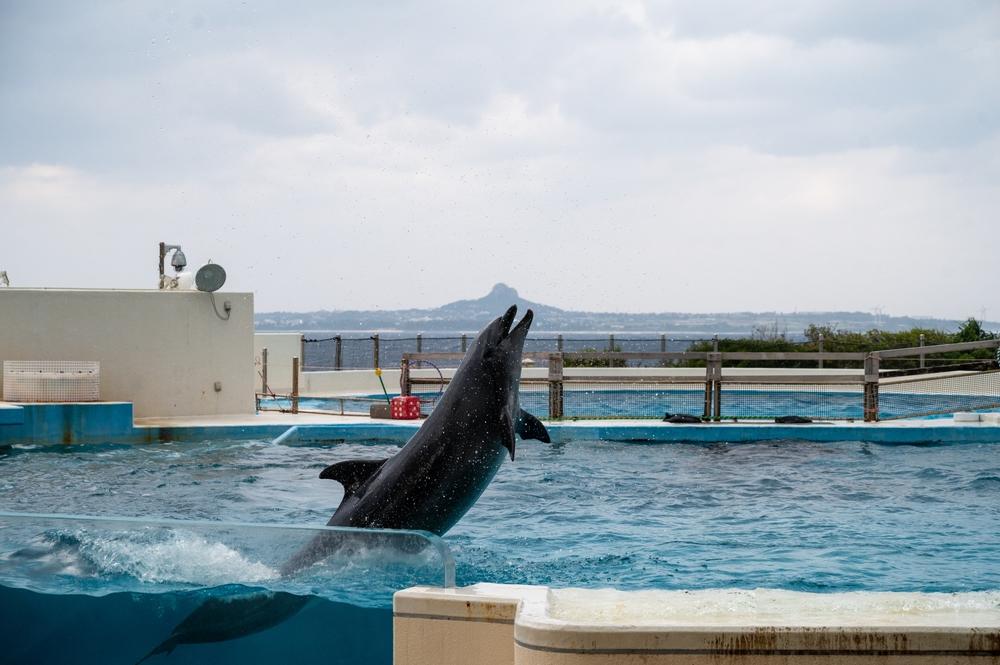 Explore Dolphin World, Pattaya