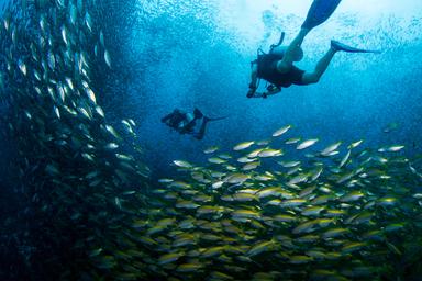 5 Days Diving Course + Dormitory (Koh Tao)