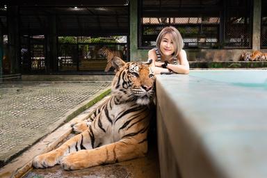 Tiger Kingdom (Walk Around) Tickets With Private Transfers 