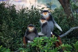 Son Tra Peninsula & Monkey Mountain Tour