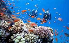 Cham Island Snorkeling and Diving Tour