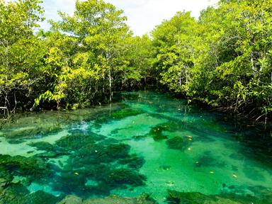 Kayaking in Clear Canal (Klong Root) Tickets With Private Transfer