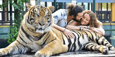 The Tiger Kingdom